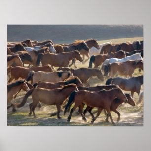 Horses on the ranch, Inner Mongolia, China Poster