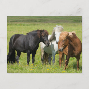 Horses on the Ranch, South Iceland Postcard