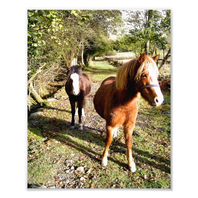 HORSES PHOTO PRINT (Front)