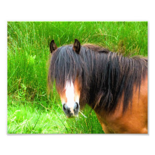 HORSES PHOTO PRINT