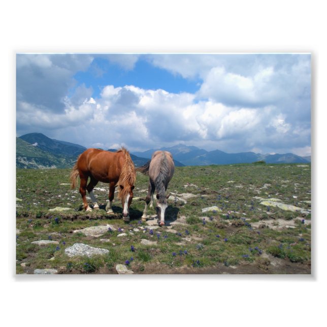 Horses Photo Print (Front)