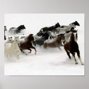 Horses picture poster