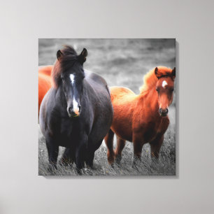 Horses Portrait: Selective Colour Photography Canvas Print