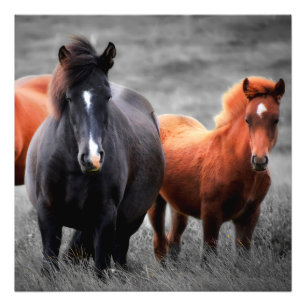 Horses Portrait: Selective Colour Photography Photo Print