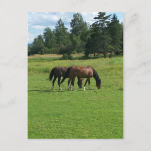 Horses Postcard