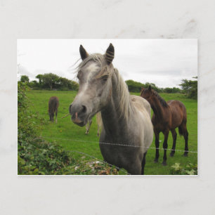 Horses Postcard