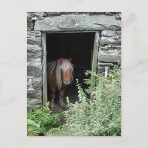 HORSES POSTCARD