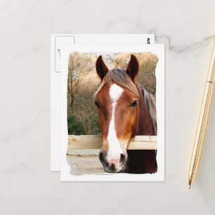 HORSES POSTCARD