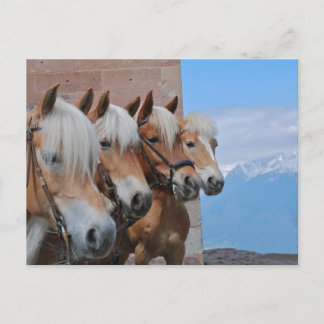 HORSES POSTCARD