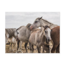 Horses Postcard