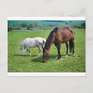 Horses Postcard