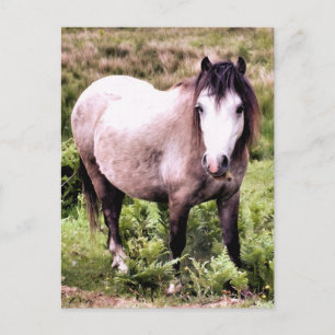 HORSES POSTCARD