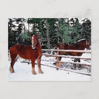Horses Postcard