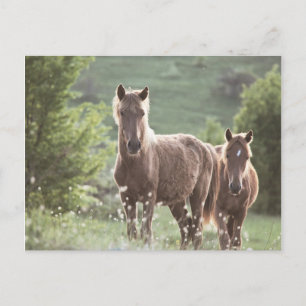 Horses Postcard