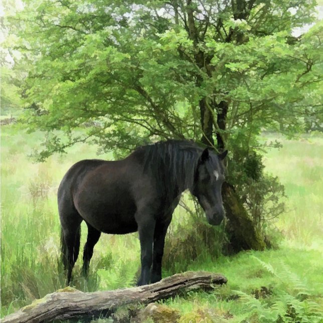 HORSES POSTCARD (A beautiful black mare resting in the shade of the tree.)