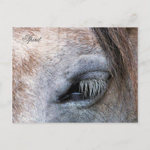 HORSES POSTCARD
