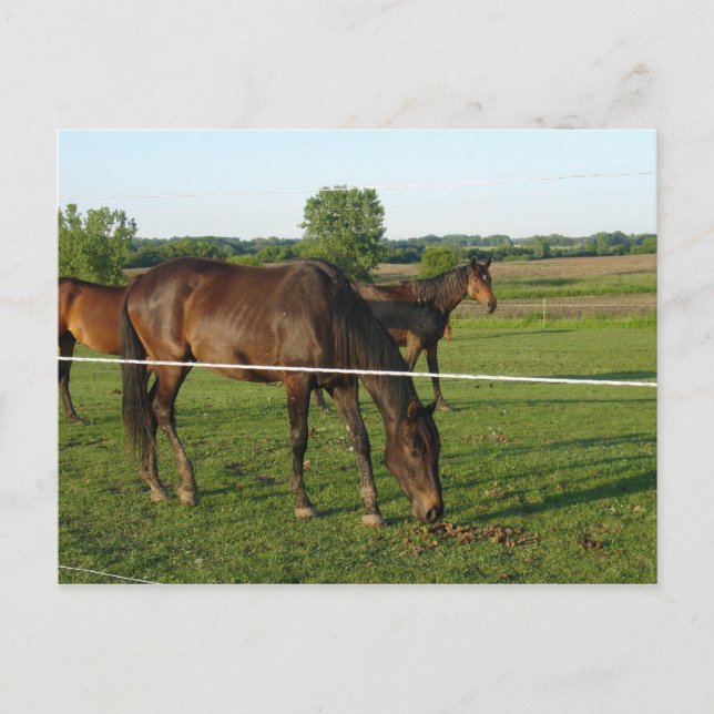 Horses Postcard (Front)