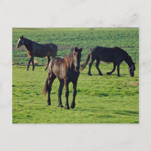 Horses postcard