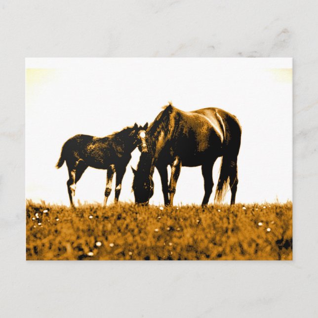 Horses Postcard (Front)