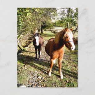 HORSES POSTCARD