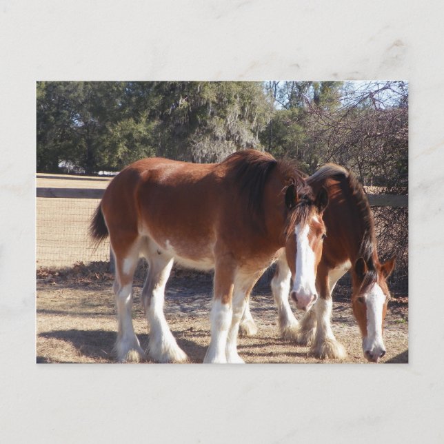 Horses Postcard (Front)
