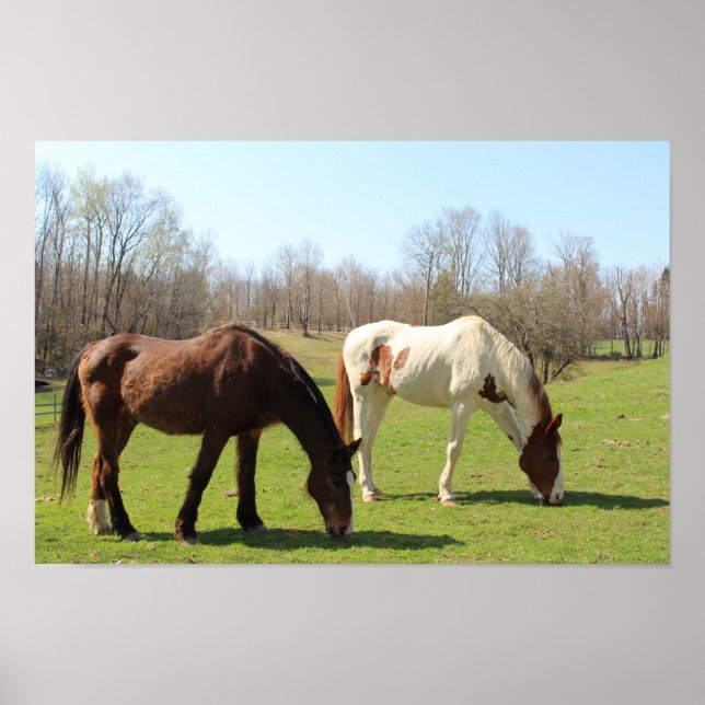 horses poster (Front)