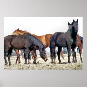 HORSES POSTER