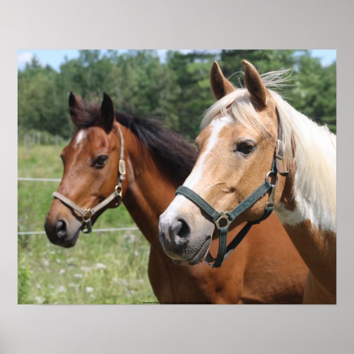 Horses Poster | Zazzle.com.au