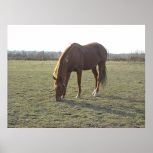 Horses Poster