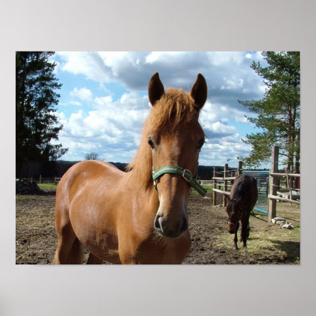 Horses poster (Front)