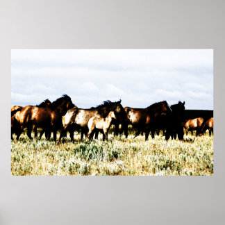 horses poster