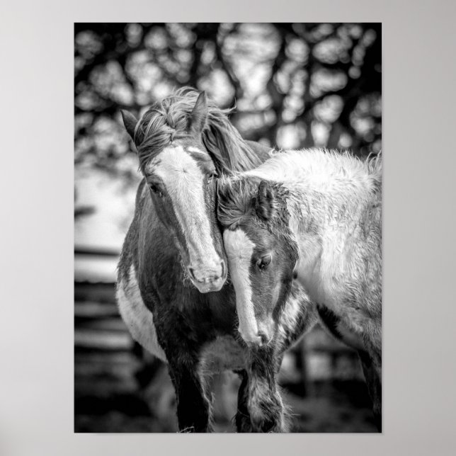 Horses Print/Poster Poster (Front)