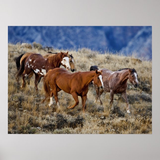 Horses Roaming the Hills Poster (Front)