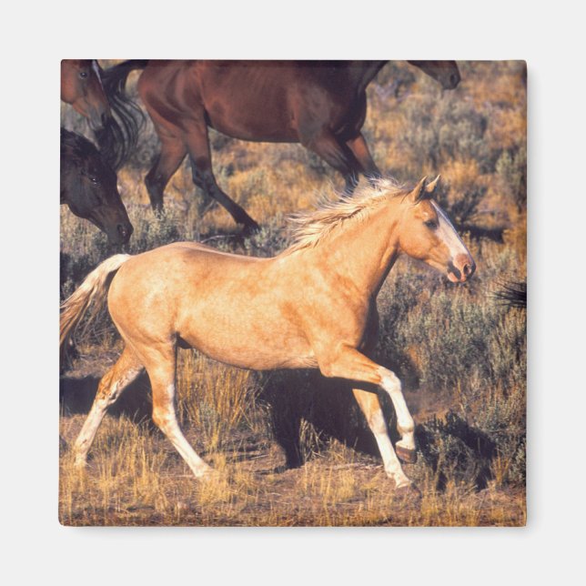 Horses Running a Ponderosa Ranch Magnet (Front)