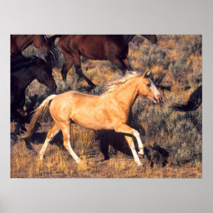 Horses Running a Ponderosa Ranch Poster