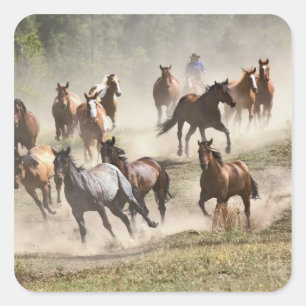 Horses running during roundup, Montana Square Sticker