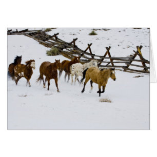 Horses Running in Snow