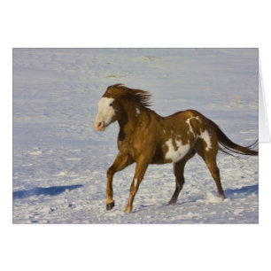 Horses Running in Snow