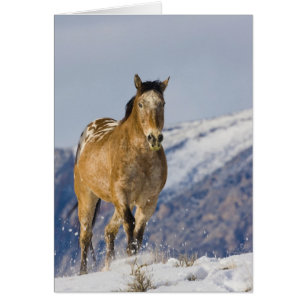 Horses Running in Snow