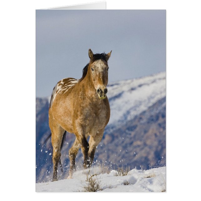 Horses Running in Snow (Front)
