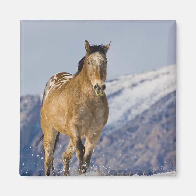 Horses Running in Snow Magnet (Front)