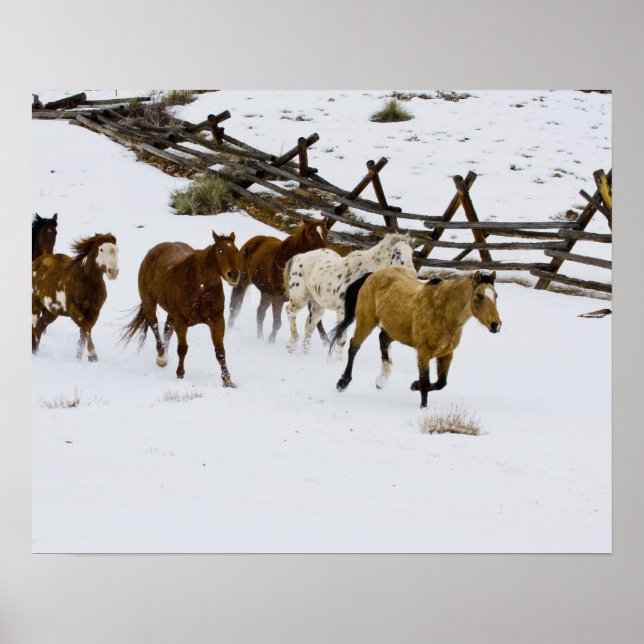 Horses Running in Snow Poster (Front)