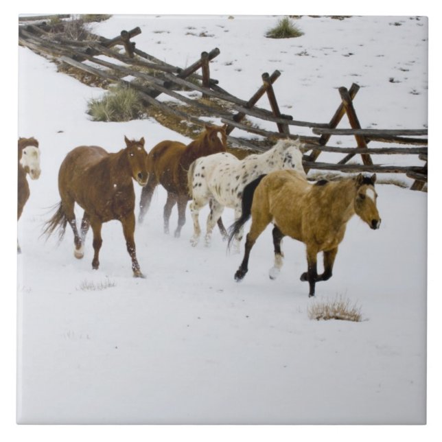 Horses Running in Snow Tile (Front)