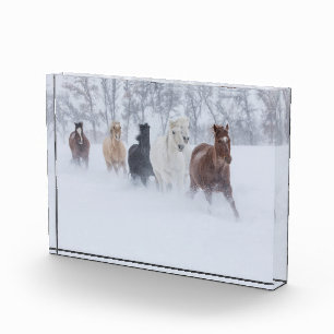 Horses Running Through the Snow Photo Block
