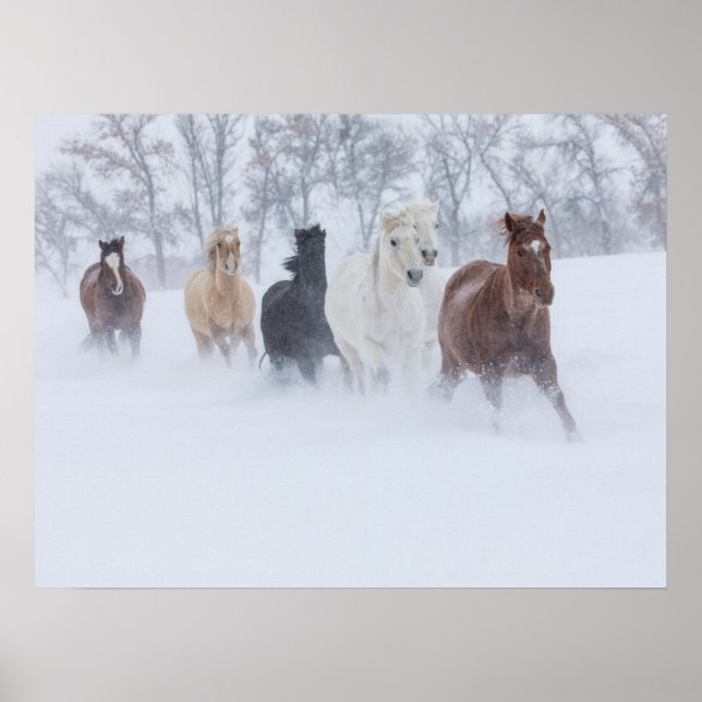 Horses Running Through the Snow Poster (Front)