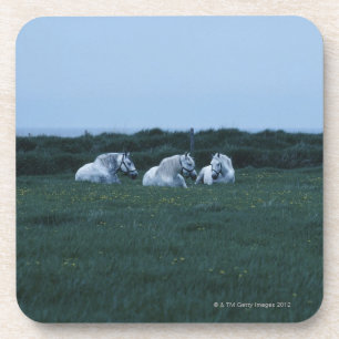 Horses sitting in field, Perci, Quebec, Canada Coaster