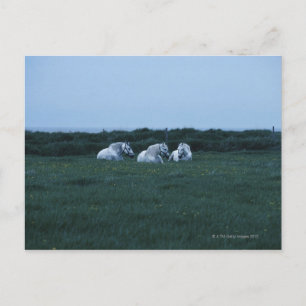 Horses sitting in field, Perci, Quebec, Canada Postcard