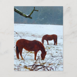 Horses Standing in the Snow Postcard