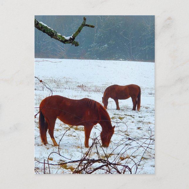Horses Standing in the Snow Postcard (Front)