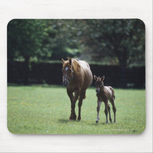 Horses - Thoroughbred, Mare And Foal, Mouse Pad